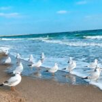 sea-birds-0.jpg