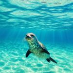 seashore-animals-1.jpg